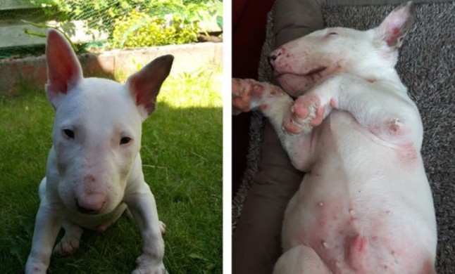 Una mutación mata a los bull terriers afectados por una enfermedad de la piel
