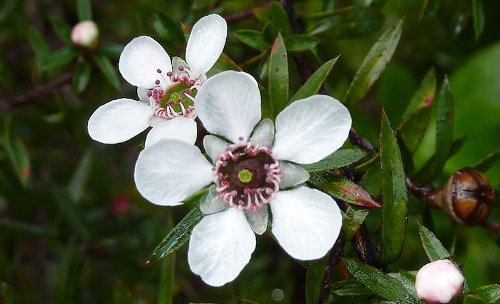 Miel de Kanuka y miel de Manuka