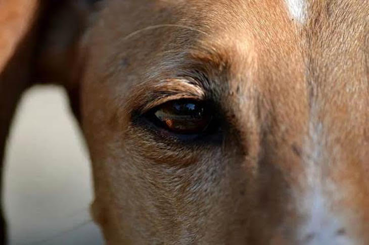 Día Mundial del Galgo 2021