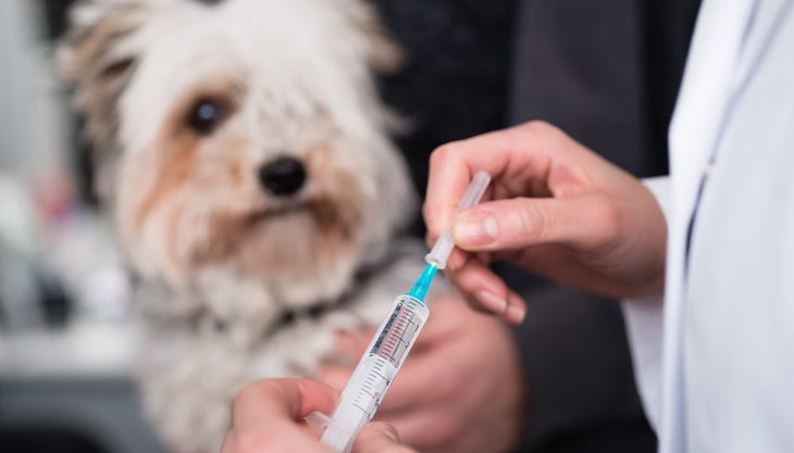 Los veterinarios reafirman su ‘protagonismo’ en la gestión de enfermedades zoonóticas como el COVID-19