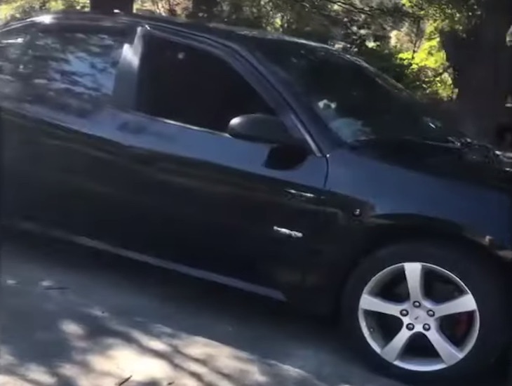 Cinco gatos callejeros en tu coche familiar (video)