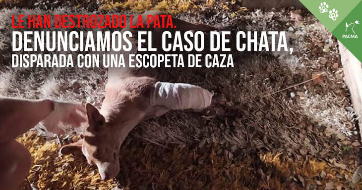 El drama de la perrita ‘Chata’