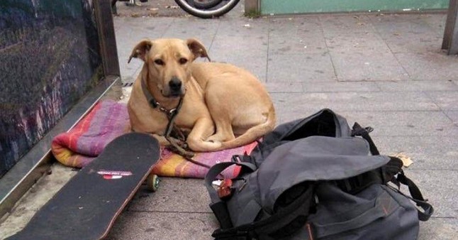 Libera! interpone denuncia penal por la muerte de un disparo de la perra Sota en Barcelona