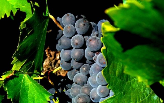 La bodega Raimat inicia la temporada de vendimia con su recolección ecológica