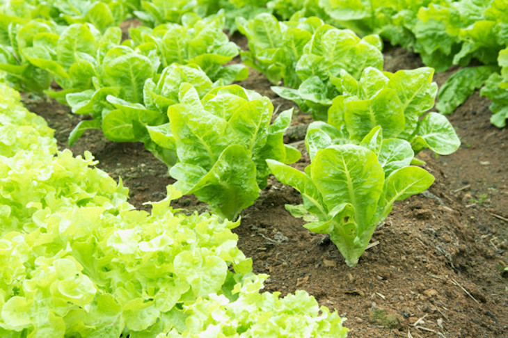 El Consejo de Agricultura Ecológica de la Región de Murcia se pronuncia contra la lucha contra la desnutrición