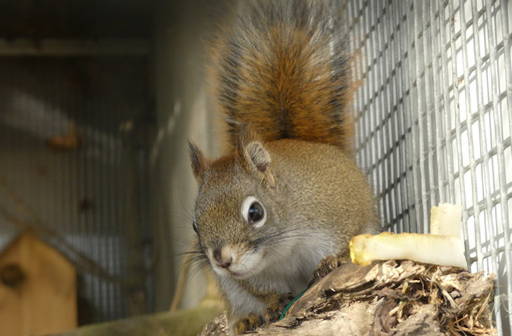 Los animales de compañía exóticos