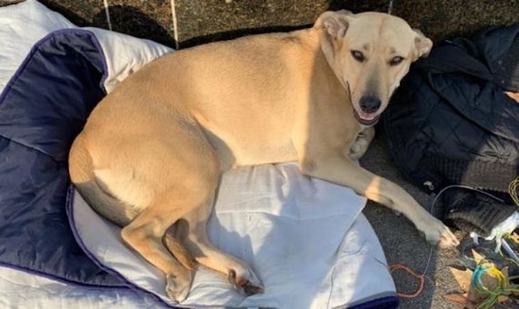 Animales de compañía