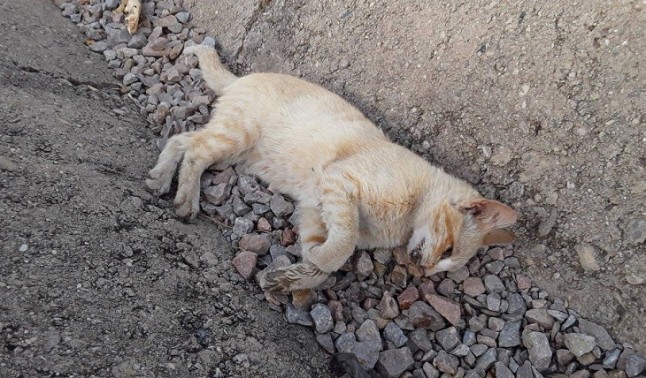 Pacma denuncia el envenenamiento de cinco gatos en Cabra (Córdoba)