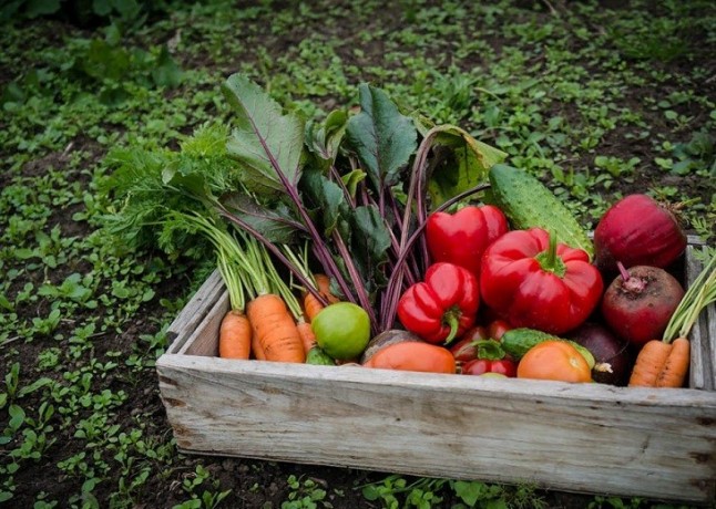 Valverde de Leganés trabaja en la reconversión de un terreno degradado en huerta ecológica