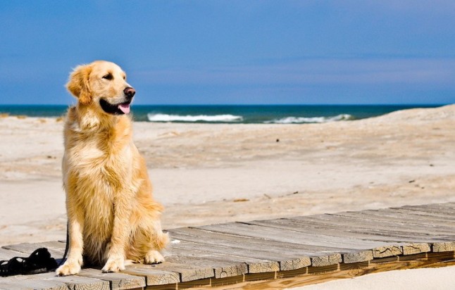 El colegio de veterinarios de Asturias difunde sus recomendaciones para posibilitar el acceso de perros a las playas