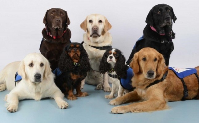 Los infinitos beneficios de las terapias con perros en adolescentes tutelados