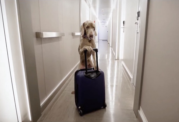 Baleària amplía la oferta de camarotes ‘pet friendly’