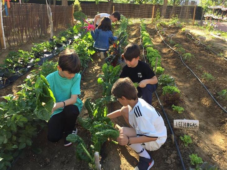 Huertos escolares en Málaga