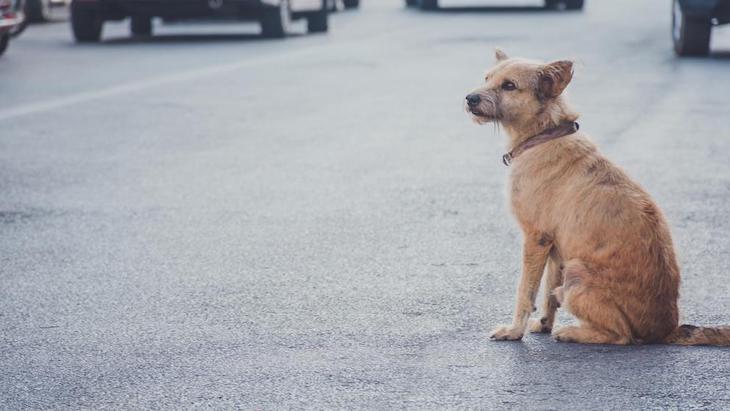 La Diputación de Segovia se implica para encontrar acogida a perros abandonados