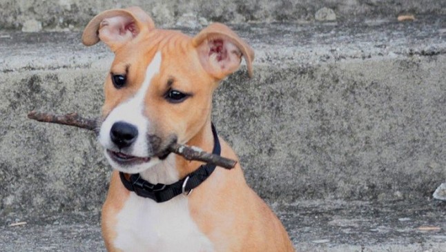 Investigan a una joven por abandonar a una perra atada a un árbol y malherida