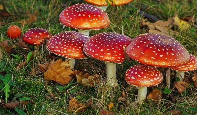 Setas tóxicas