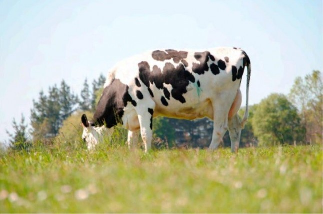 Las diferencias son muy evidentes entre la leche ecológica y la convencional basada en piensos