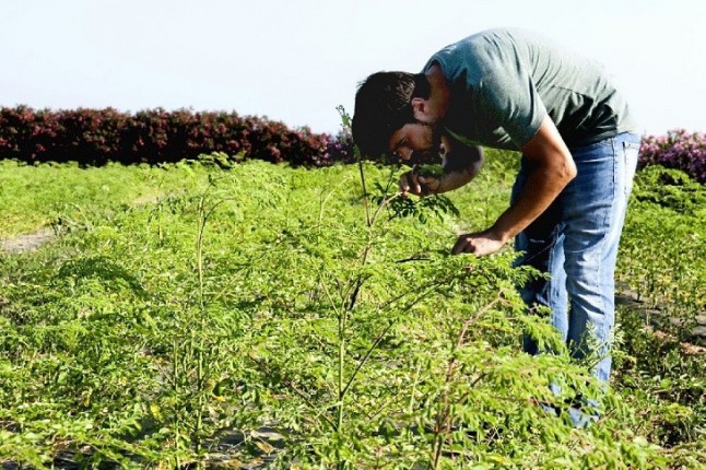 Superalimentos locales desde Alicante