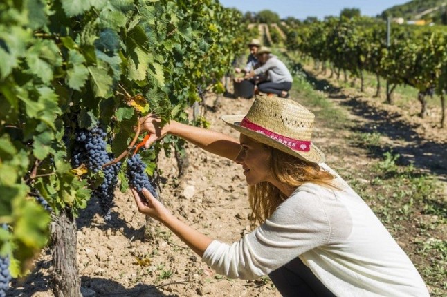 La OMT considera el enoturismo una herramienta para el desarrollo del turismo rural