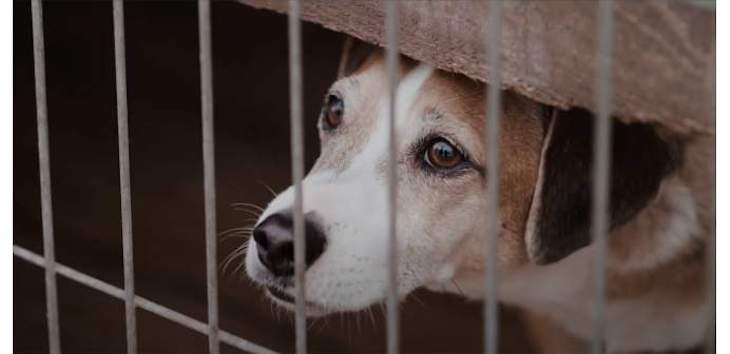 Las protectoras españolas recogieron 162.000 perros en 2020