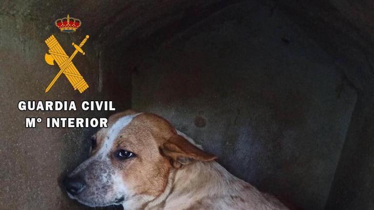 Animales de compañía. Investigado por disparar con una escopeta de perdigones a un cachorro