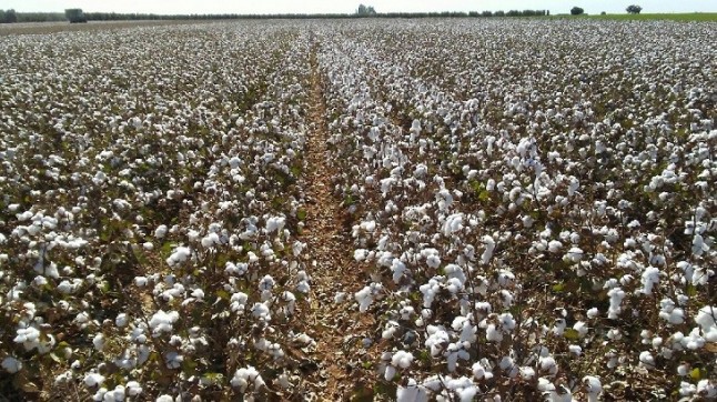 En Sevilla se debatirá el potencial de las fibras textiles naturales