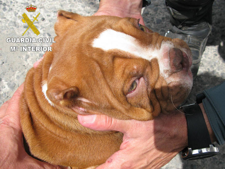 Animales de compañía. Canarias