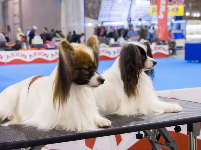 7ª Edición del Salón Mi Mascota