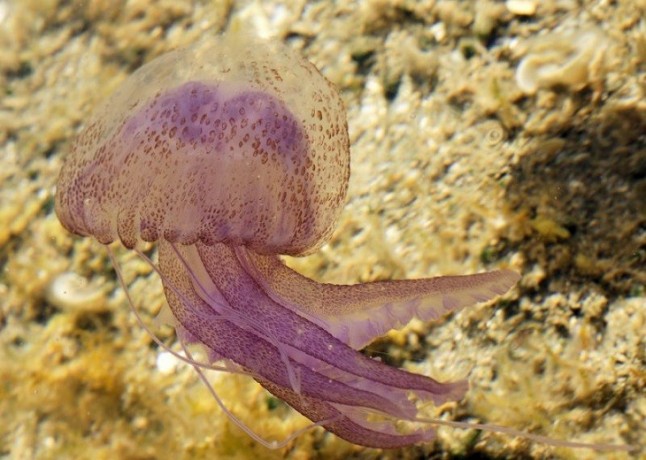 Una medusa gigante del Mediterráneo de alto valor nutricional y antioxidante