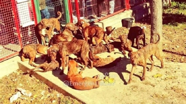 Buscan al autor del abandono de 18 perros peligrosos en un parque infantil en Sevilla