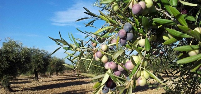 El consumo de aceite de oliva en España desciende un 6