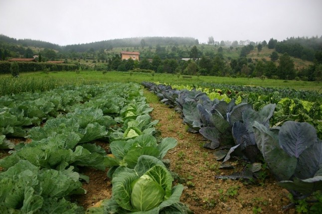 Nuevo Reglamento sobre producción ecológica en Europa