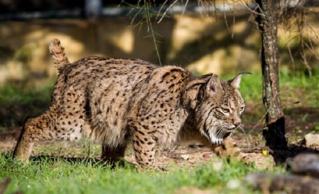 La Junta de Andalucía celebra una ruta nocturna del lince ibérico en Hinojos (Huelva) con 200 senderistas