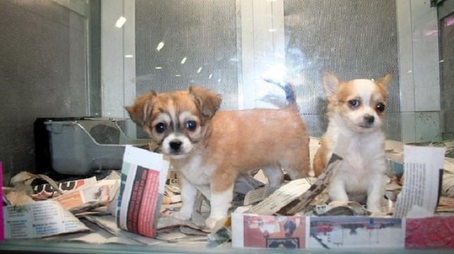 El Gobierno asegura que existe un plan para controlar la venta de perros y gatos por Internet