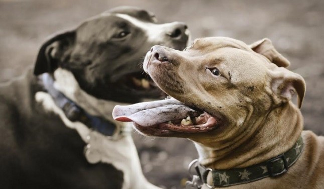 Campaña Soy Responsable contra el abandono y la cría ilegal de animales de compañía