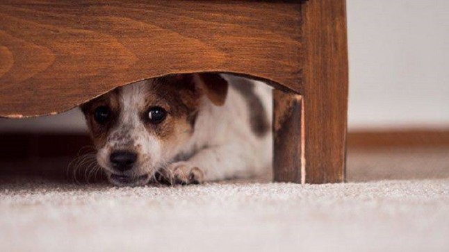 Veterinarios valencianos recomiendan no pasear a las mascotas en las horas de mayor actividad pirotécnica en Fallas