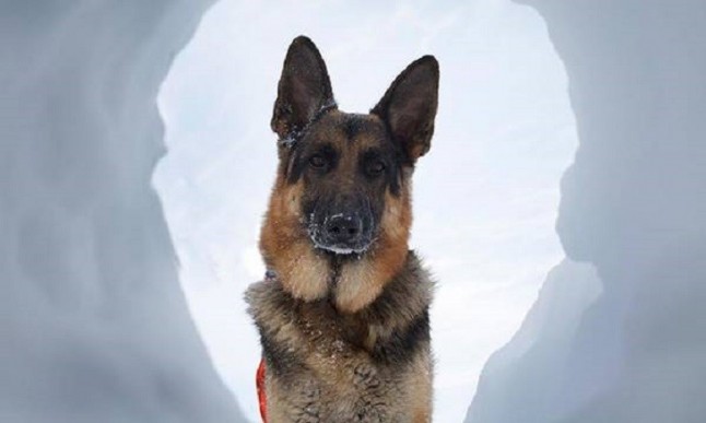 Así es como un perro de rescate de montaña localiza y salva a una víctima enterrada en nieve