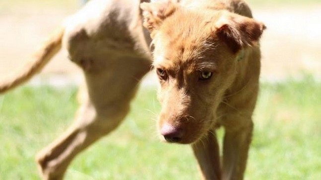 La protectora El Refugio busca familia a Cenicienta