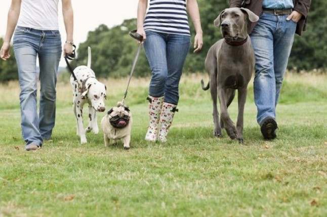 El Gobierno sensibiliza a los cántabros sobre la tenencia responsable de mascotas