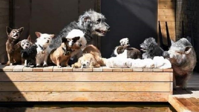 Un hombre adopta a perros mayores para darles una atención especial y un nuevo hogar