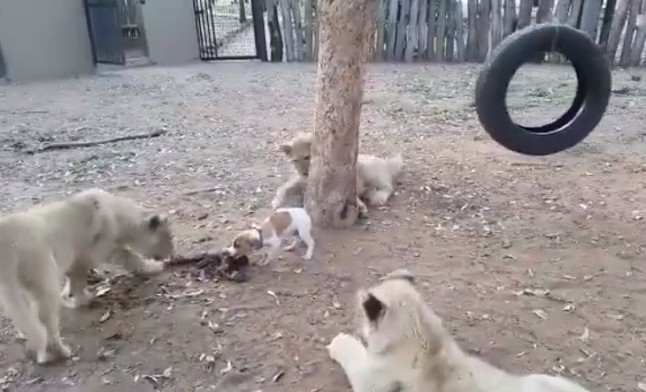 Una disputa por la comida envalentona a un pequeño perro