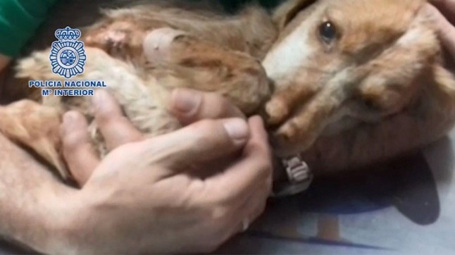 Diez detenidos por maltratar a 16 perros en fincas y viviendas de Vélez-Málaga