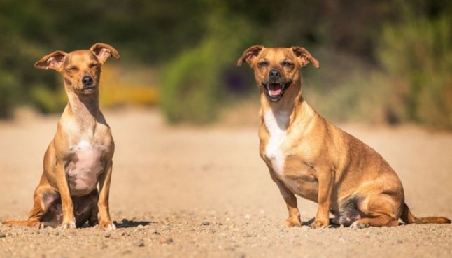 Demostrada en perros la eficacia de un insecticida oral contra la leishmaniasis