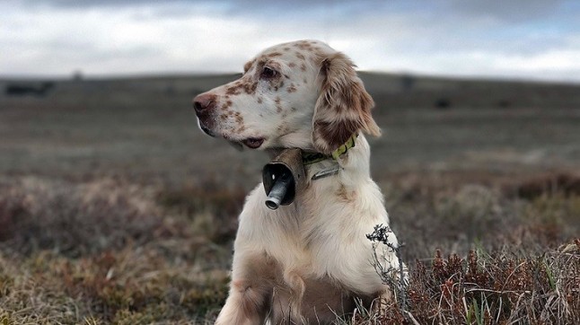La Real Federación Española de Caza se compromete a dar una vida digna a los animales de compañía