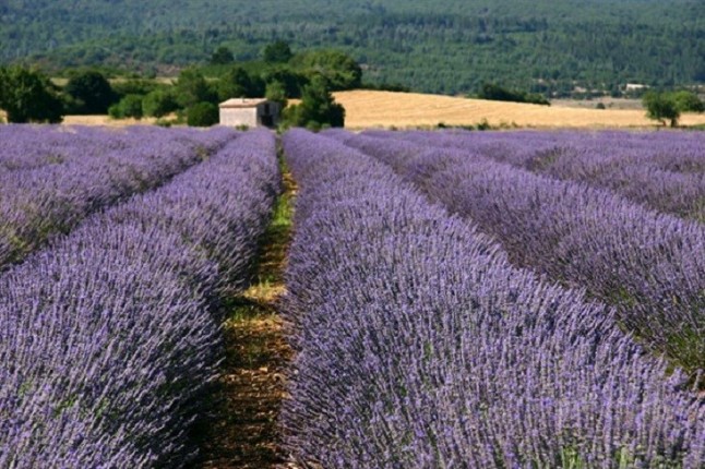 Los químicos en la lavanda son nefastos para la salud