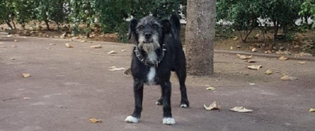 Una persona sin hogar puede alojarse con su perro en un centro de acogida público