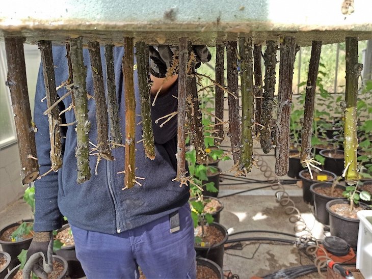 Tecnología verde para el primer filtro verde forestal mundial de la industria cervecera