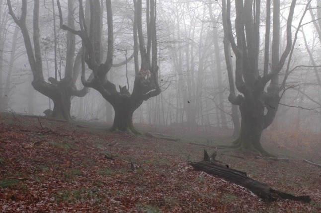 Navarra organiza una salida para conocer los árboles trasmochos de Leitza