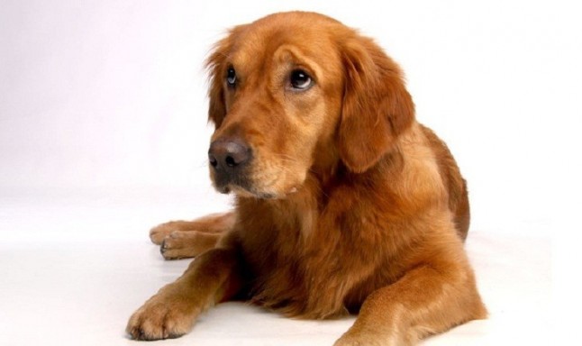 El secreto mejor guardado de los ‘ojitos’ de tu perro