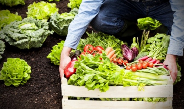 El sector ecológico no ha parado de crecer en el último cuarto de siglo en Catalunya